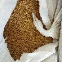 گندم امسال۴۷تومن