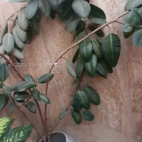 گل اپارتمانی