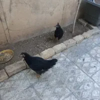 مرغ نیمچه رسمی