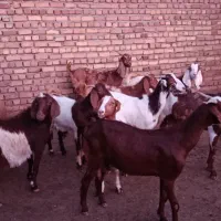 10عدد بز دورگ،شیرا،جفتی 48میلیون
