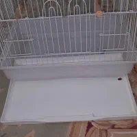 جفت کن|پرنده|یزد, |دیوار