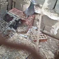 طوقی|پرنده|جیرفت, |دیوار
