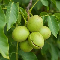 نهال گردودیرگل بادام تونوگیلاس گلابی ارش