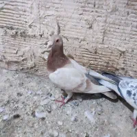 کفتر|پرنده|گلبهار, شهر جدید گلبهار|دیوار