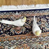 عروس هلندی