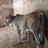 گوساله