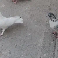کفتر|پرنده|ملارد, |دیوار