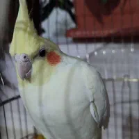 عروس هلندی ماده