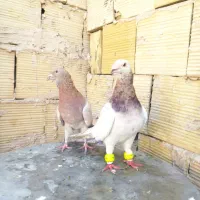 سار سرور هفت‌رنگ عطیقه