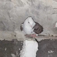 کفتر