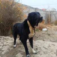 سگ خانگی|سگ|شیروان (خراسان), |دیوار