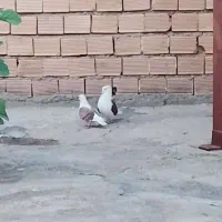 کبوتر شونی