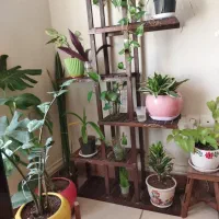 استند گل طبیعی