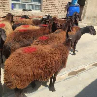 ۱۵راس گوسفندقزل افشارهمه جوان همه هیکلی