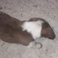 سگه پاکوتا باحال بازی گوش