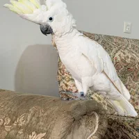کاکادو یکساله بیگ سایز