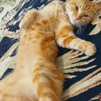 گربه فلح شده اماده جفت گیری
