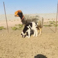 میش بره