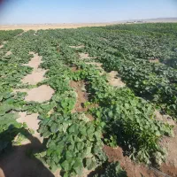 خیار خیارشوری فضای باز بند انگشتی