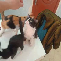 گربه نژاد Taxi2 بسیارزیبا ۴،۵ماهه واگذار میگردد