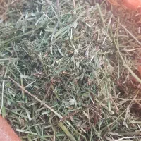 یونجه سبوس جو