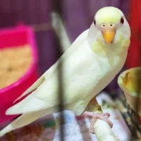 مرغ عشق نر و ماده