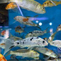 انواع ماهی ، آکواریوم، پرنده، ملزومات پت شاپ|ماهی|شیراز, شهرک استقلال|دیوار