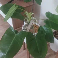 گل آپارتمانی