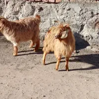 بزغاله چاق|حیوانات مزرعه|مشگین شهر, |دیوار