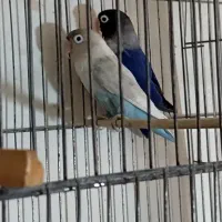 جفت کوتوله