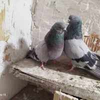 کبوتر گوی و سسلی