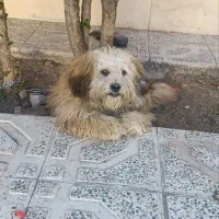سگ خارجی