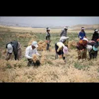 کارگر میخام برای نخود کندن