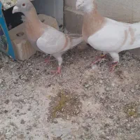 کفتر