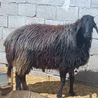 قوچ افشاری جوون