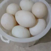 تخم اردک
