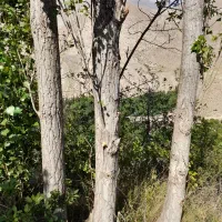 ۸تا درخت چنارواقع درشال فروشی