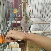 فروش عروس هلندی مولد دو جفت