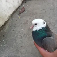 کفتر
