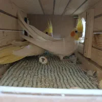 عروس هلندی
