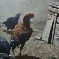 خروس لاری نژاد دار
