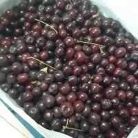 آلبالو زشک