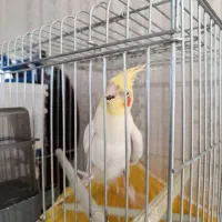 عروس هلندی نر سالم سالم سخنگو