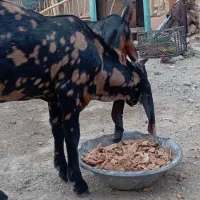 شنک(۵ماه) تروشت گوسفند