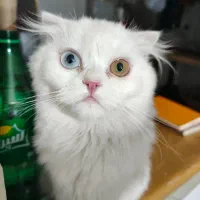 گربه پرشین چشم تا به تا