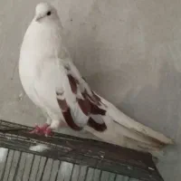 پشتدار