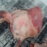 گوشت میش جوان