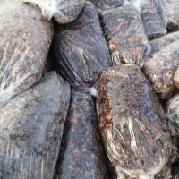 فروش عمده ضایعات خرما
