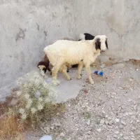 بره سفید نر