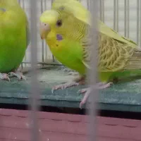 مرغ عشق فروشی ماده معاوضه با نر